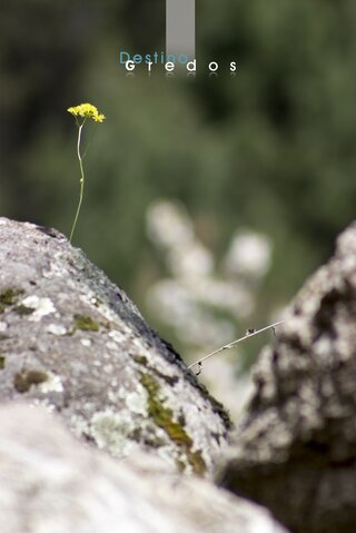 Roca con musgo y rama en la Sierra de Gredos