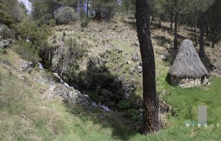 Árbol solitario en el campo en la Sierra de Gredos