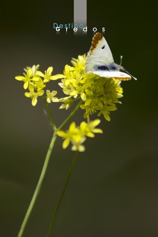 Mariposa sobre tallo de planta en la Sierra de Gredos