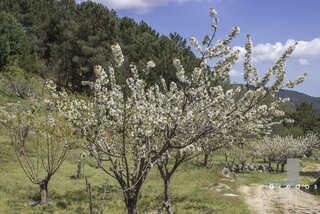 Camino de tierra y rocas en la Sierra de Gredos