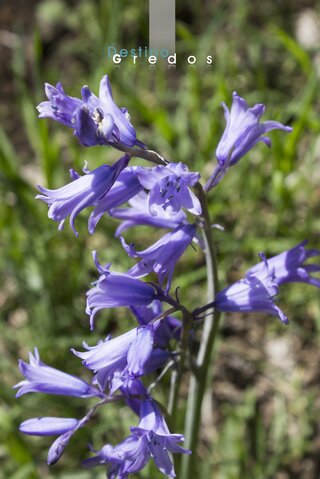 Campanilla azul en el campo en la Sierra de Gredos