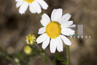 Tierra seca y vegetación escasa en la Sierra de Gredos