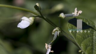 Tallo de frijol con hojas verdes en la Sierra de Gredos