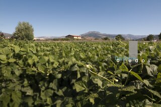 Campo de cultivo y casa de campo en la Sierra de Gredos