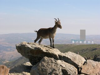 Un ibérico en terreno rocoso en la Sierra de Gredos