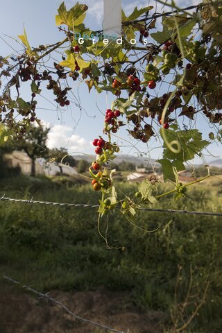 Uvas rojas en el campo en la Sierra de Gredos