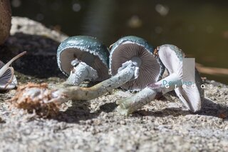 Hongos sobre grava en la Sierra de Gredos