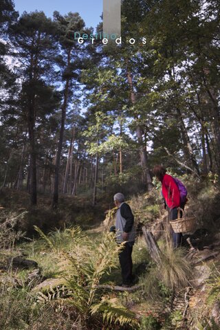 Un hombre en el bosque con cesta en la Sierra de Gredos