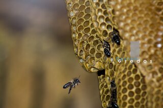 Abeja en vuelo en la Sierra de Gredos