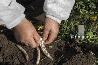 Habas secas en la mano en la Sierra de Gredos