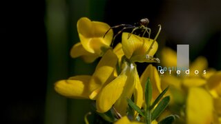 Insecto entre la vegetación en la Sierra de Gredos