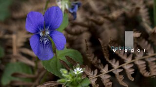 Primer plano de vegetación en bosque en la Sierra de Gredos
