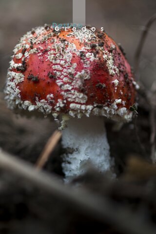 Hongo rojo con pie blanco en la Sierra de Gredos