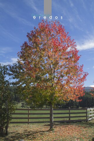 Campo con valla y árbol en la Sierra de Gredos