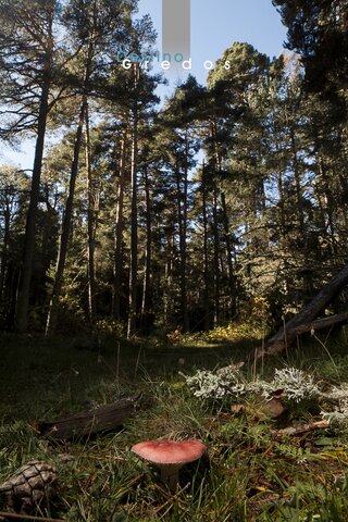 Claro entre árboles en la Sierra de Gredos